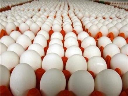 افزایش 20 درصدی قیمت تخم مرغ به دلیل صادرات /4 و نیم میلیون مرغ معدوم شدند