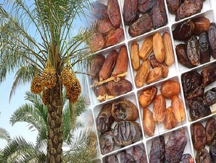 رونق بخشی بازار خرما در خوزستان به صنایع تبدیلی بستگی دارد 