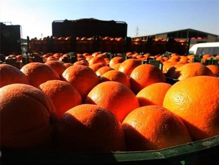 حمل 110تن میوه در جهت تامین و تنظیم بازار شب عید