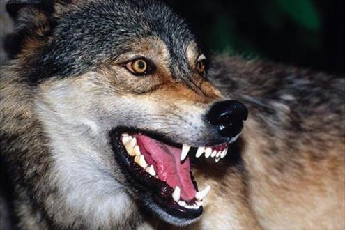 حمله گرگ ها به یک دامداری در شهرستان بم