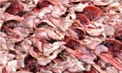 صد‌ها هزار پوند گوشت موش در بازار‌ها و رستوران‌های آمریکا