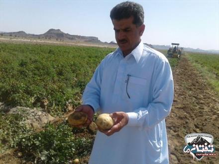 گزارش تصويري/ آغاز برداشت 17 هزار تن سیب زمینی در شهرستان خاش 