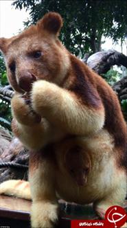 تولد کانگوروی درختی بعد از 36 سال در باغ وحش +تصاویر 