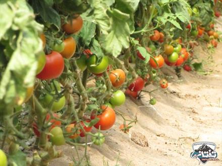 برداشت ۱۰ هزار تن گوجه فرنگی خارج از فصل در خاش/ گلخانه داران خاشي سالانه ۱۵۰ ميليارد ريال درآمد دارند + تصاوير