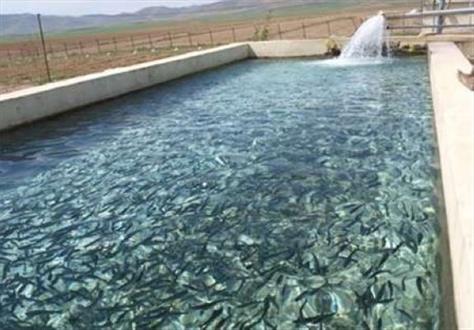 ۲۴ هزار قطعه بچه ماهی سردآبی در استخرهای خاش رهاسازی شد/ پيش بيني برداشت ۱۰۰ تن ماهي در شهرستان خاش