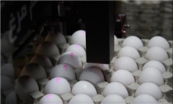 رفع محدودیت صادرات مرغ و تخم مرغ/ سازمان بهداشت جهانی ایران را در فهرست کشورهای پاک قرار داد