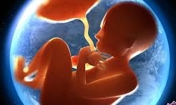 کاربردهای «پرده آمنیوتیک جنین» / آغاز تولید انبوه تا 4 ماه آینده
