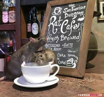 نوشیدن قهوه با موش های فاضلاب با پرداخت 50 دلار! +تصاویر 