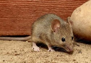افزایش شکایات مردمی از ازدیاد موش‌های پایتخت 