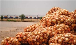 ماجرای پیازهایی که زیر آفتاب خوزستان دپو شد و گندید/ پیاز ۵ هزار تومانی را کیلویی ۴۰۰ تومان هم از کشاورز نمی‌خریدند