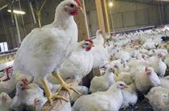 شکوائیه مردمی/ قیمت مرغ در خاش پر کشید/ فرماندار خاش: مسئولان برنامه نظارتی و کنترلی را تشدید و قیمتها را متعادل کنند