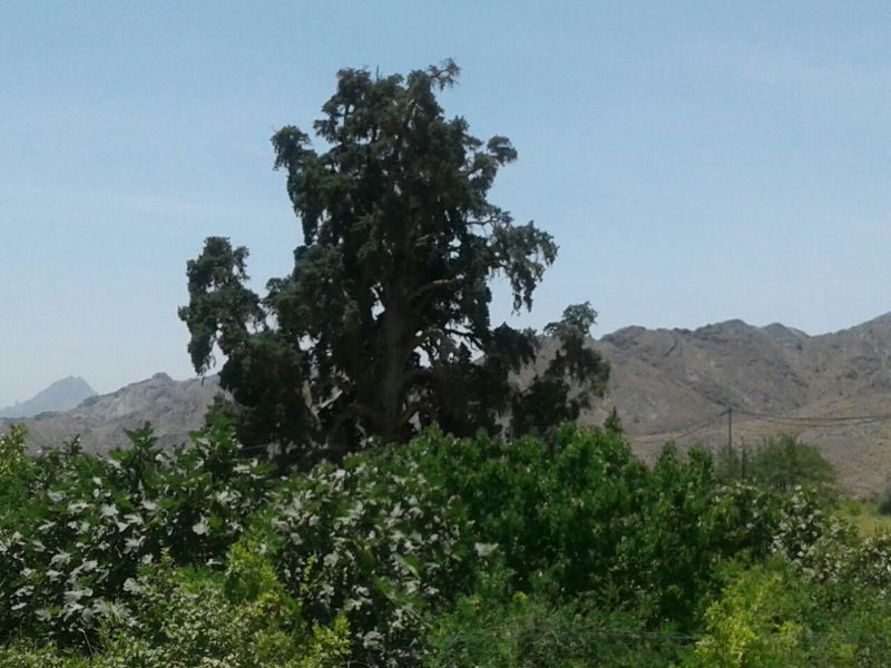 دهستان سنگان؛ مهد انار سيستان و بلوچستان/ باغات انار در شهرستان خاش به بار نشستند