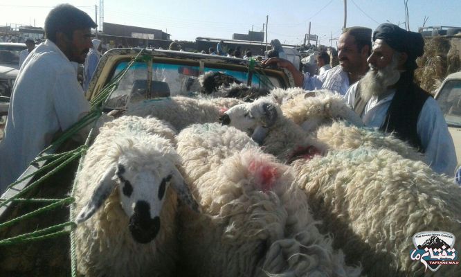 گزارش تصویری/ بازار داغ خرید و فروش دام عید قربان در شهرستان خاش