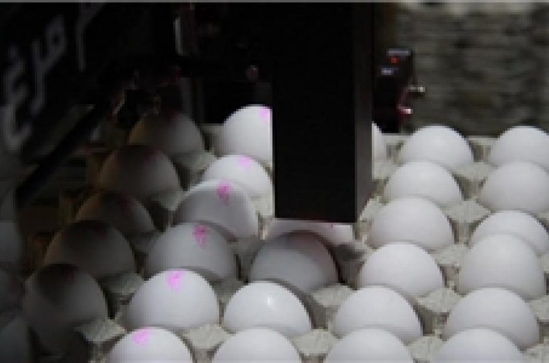 افزایش قیمت تخم‌مرغ در بازار/ توزیع تخم‌مرغ تنظیم بازار ی فردا در میادین آغاز می‌شود