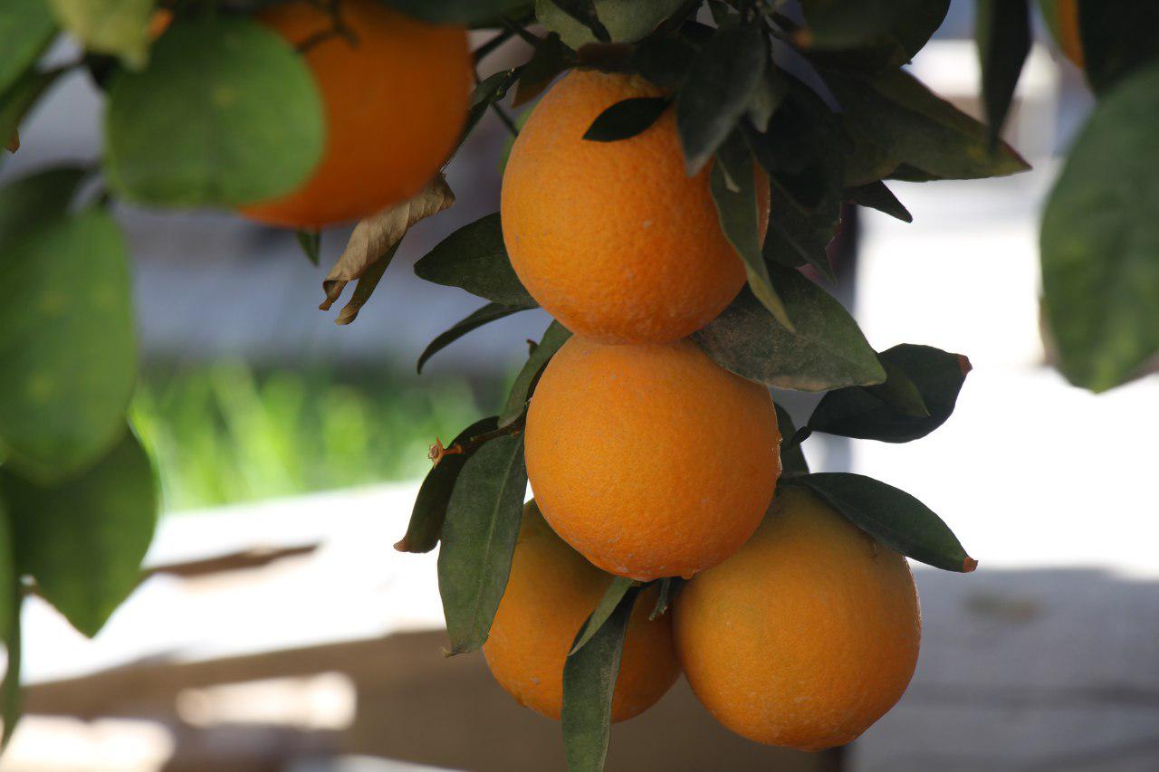 گزارش تصويري برداشت پرتقال در شهرستان خاش