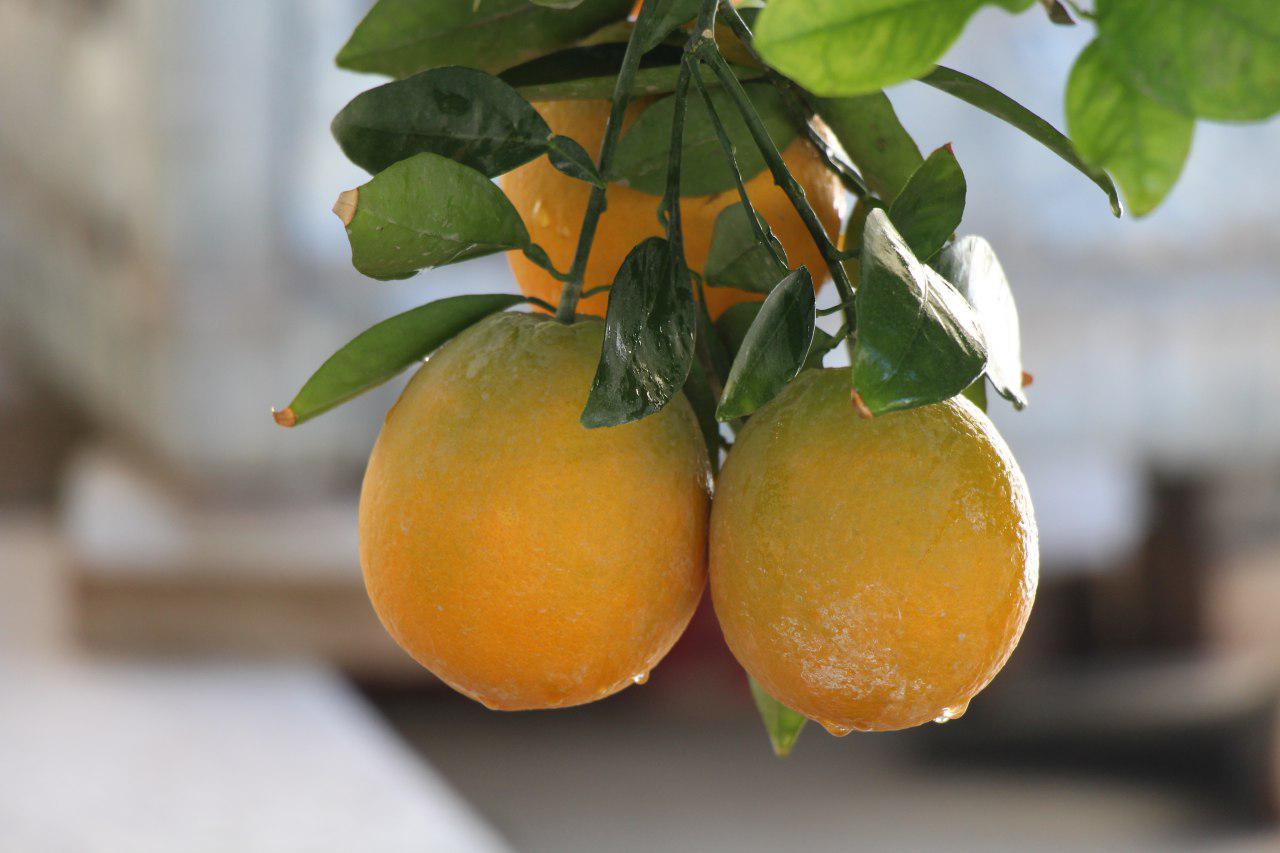 گزارش تصويري برداشت پرتقال در شهرستان خاش