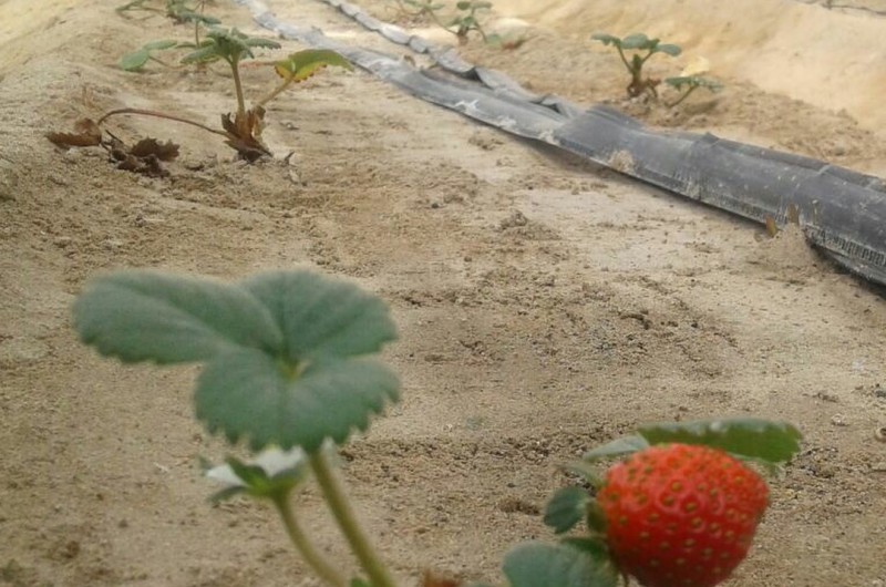 كشت توت فرنگي "گلخانه اي" در شهرستان خاش/ تاخیر در تخصیص اعتبارات، سبب راکد ماندن پروژه هاي كشاورزي شده است