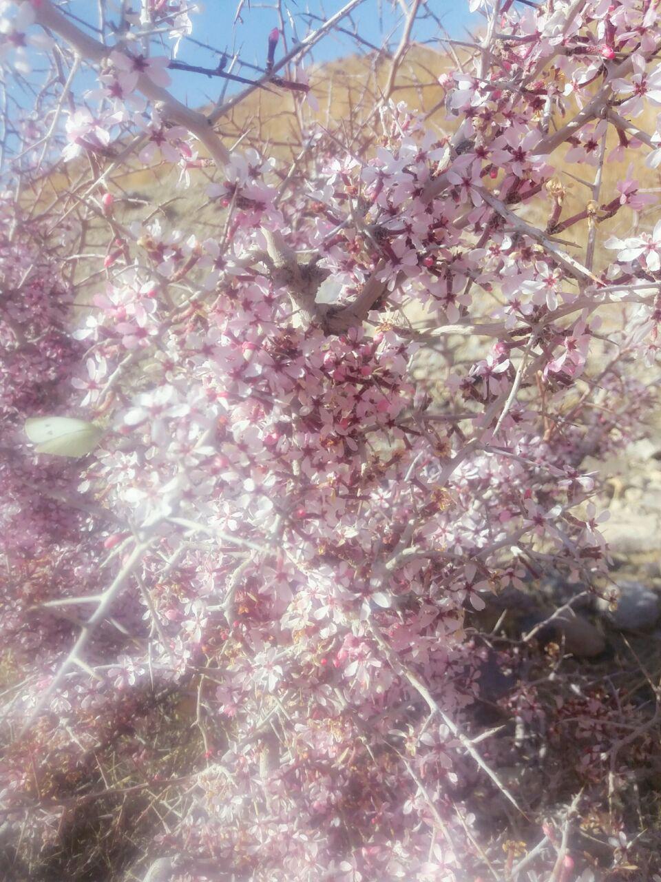 گزارش تصویری/ شکوفه دادن درختان در تمندان