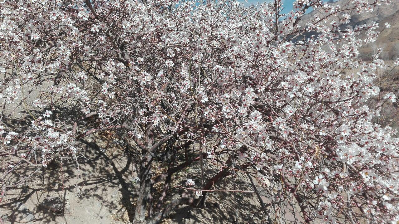 گزارش تصویری/ شکوفه دادن درختان در تمندان
