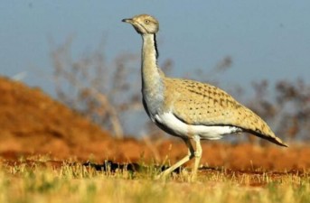 تیغ شیوخ عرب روی گردن پرنده نادر/ "هوبره" بیانگرد کویر در خطر انقراض