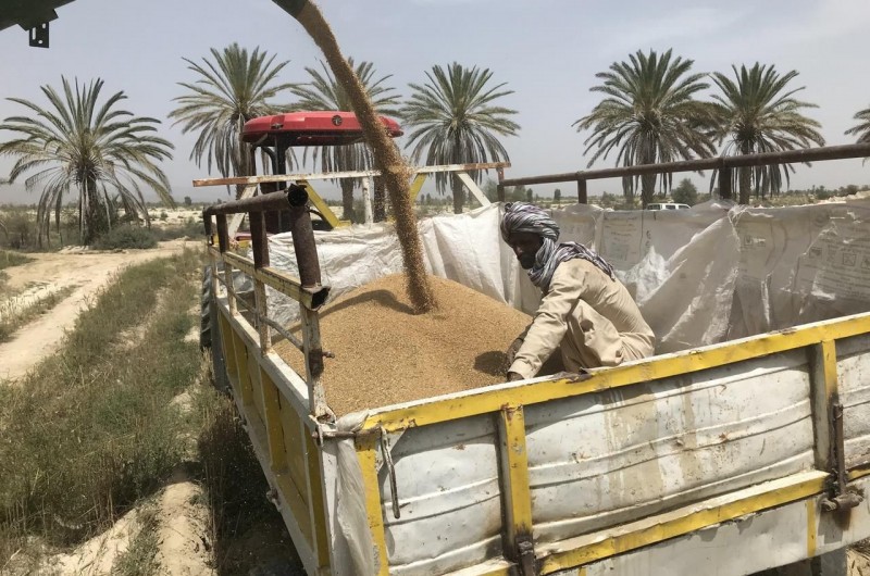 خرید گندم در سیستان و بلوچستان به مرز ۹۵۰۰تن رسید
