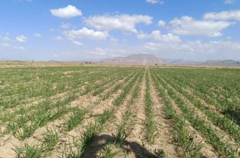 کشت ۱۴۰۰ هکتار گندم شهرستان خاش