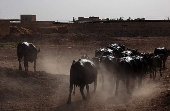 مهار احشام سنگین قاچاق به ارزش ۸ میلیارد در مرزهای سیستان و بلوچستان