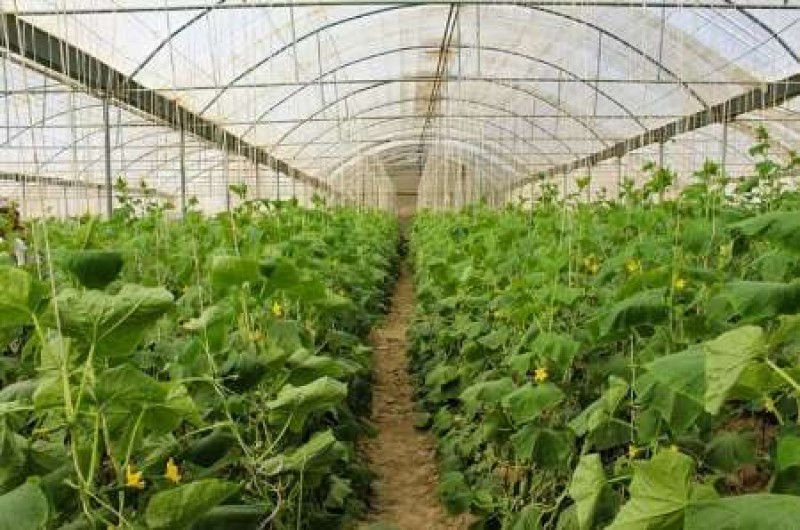 خاش قطب تولید محصولات گلخانه‌ای در سیستان و بلوچستان است