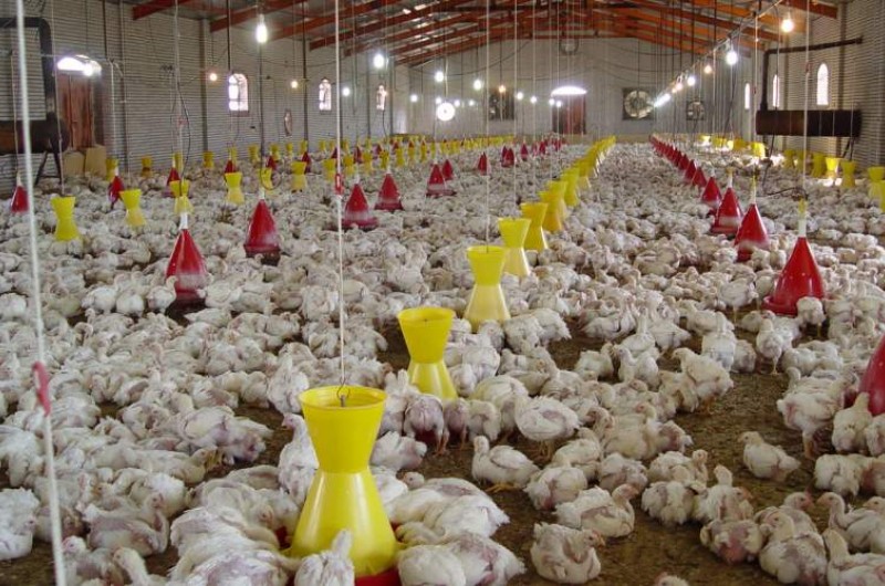 سرمایه‌گذاری راهی برای خودکفایی تولید گوشت مرغ در سیستان و بلوچستان