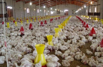 سرمایه‌گذاری راهی برای خودکفایی تولید گوشت مرغ در سیستان و بلوچستان