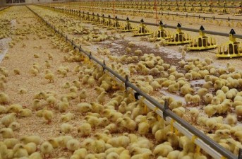 تلاش مضاعف برای دستیابی به تولید ۱۰۰ هزار تن گوشت مرغ در سیستان و بلوچستان