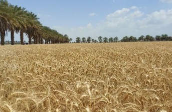 خودکفایی در تولید بذر گندم در اولویت کاری سازمان جهاد کشاورزی سیستان و بلوچستان
