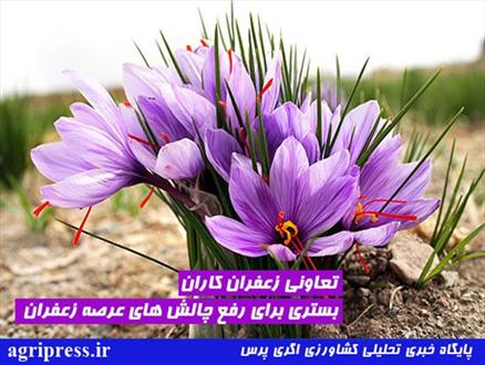 نقش تعاونی زعفران‌کاران؛ از آموزش برای بهبود کشت تا کوتاه کردن دست دلالان طلای سرخ