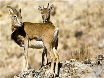 خاتمه به عذاب زندگی در قفس حیات وحش پارک پردیسان بجنورد/ انتقال گوزن های زرد به زیستگاهی دیگر