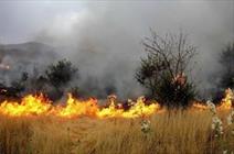 از تلف شدن مرغان تا حریق درختان بر اثر گرمای شدید هوا!