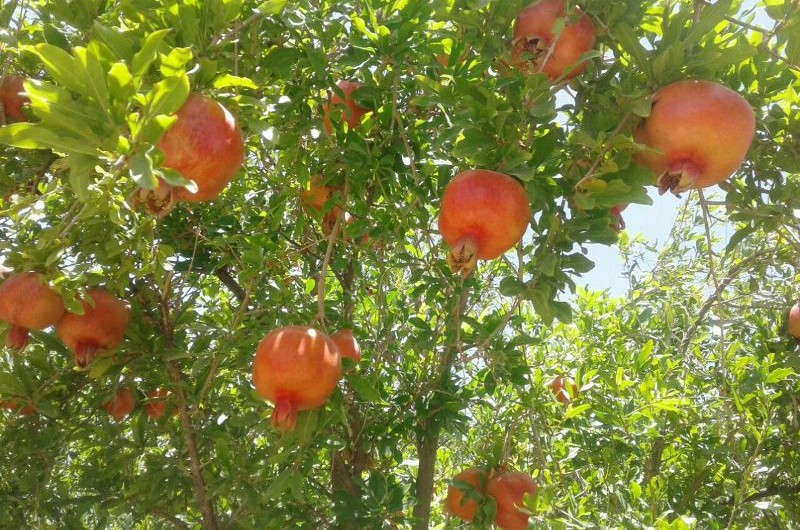 دهستان سنگان خاش؛ مهد انار جنوب شرق كشور/ یاقوت سرخ از کمبود صنایع فرآوری در سيستان و بلوچستان رنج می برد