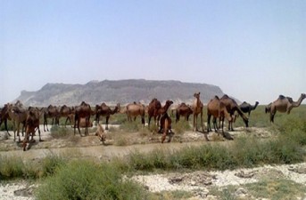 نقش شیر شتر و مولکولهای زیست فعال آن در درمان بیماری ها