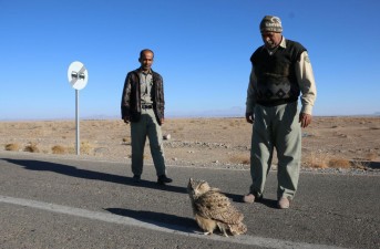 نجات یک بهله جغد "شاه بوف" در شهرستان خاش/ اين پرنده بزرگترين جغد خاورميانه است