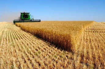 ۲۳ هزار تن گندم در دلگان سیستان و بلوچستان برداشت شد