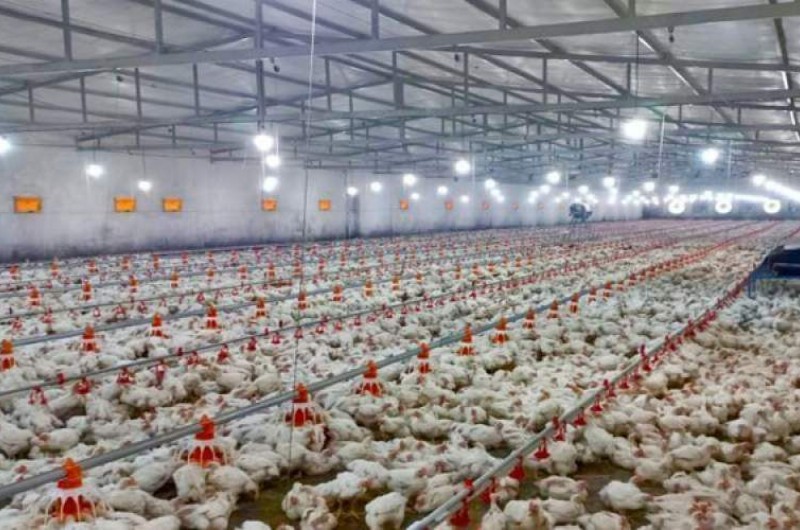 رشد ۳۶ درصد ظرفیت تولید گوشت مرغ در سیستان و بلوچستان