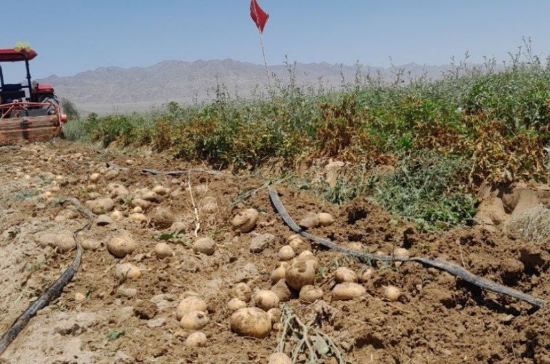 آغاز برداشت سیب‌زمینی ۲۲۰ هکتار از مزارع شهرستان خاش