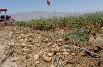 آغاز برداشت سیب‌زمینی ۲۲۰ هکتار از مزارع شهرستان خاش