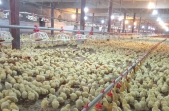 رشد ۲۵ درصدی جوجه‌ریزی در مرغداری‌های سیستان و بلوچستان