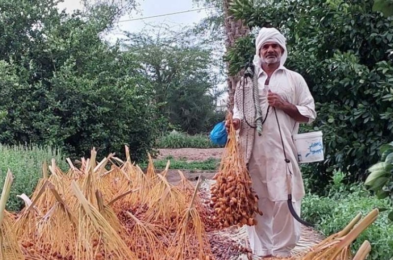 برداشت خرما در سیستان‌وبلوچستان از ۵۰ هزار تن گذشت