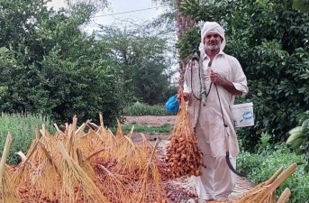 برداشت خرما در سیستان‌وبلوچستان از ۵۰ هزار تن گذشت