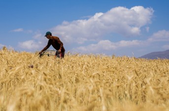 سیستان‌وبلوچستان در مسیر ارتقای تولید گندم